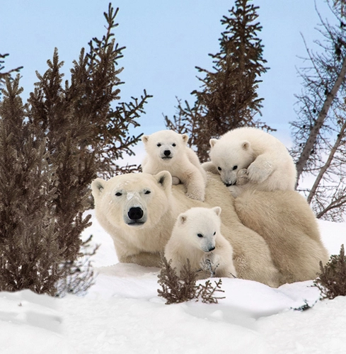 белые медведи, медведи, снег, елки, детские, природа, животные